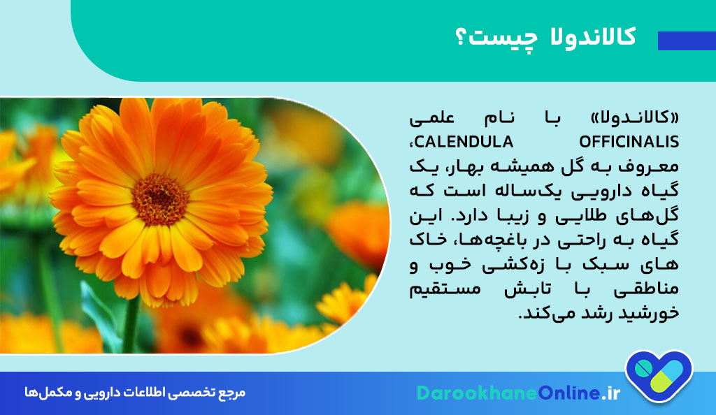 پماد کالاندولا (Calendula): خواص، کاربردها، عوارض و نحوه مصرف برای درمان مشکلات پوستی