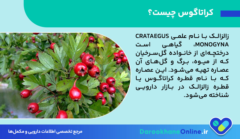 قطره کراتاگوس؛ معجزه گیاهی برای تقویت قلب و بهبود گردش خون + بررسی علمی و موارد مصرف