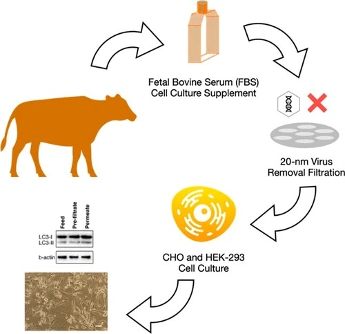 راهنمای خرید سرم جنین گاوی FBS؛ هر آنچه قبل از انتخاب Fetal Bovine Serum باید بدانید 25 Fetal Bovine Serum cycle